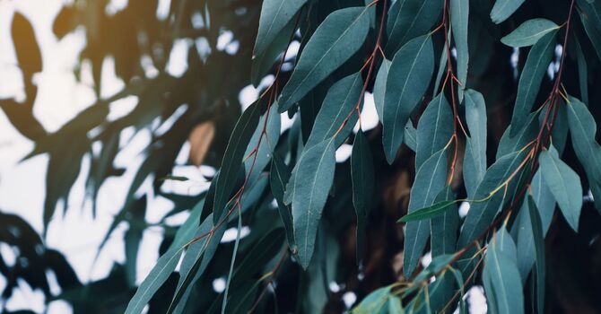 Social Work (Miramichi Area or Virtual Care)